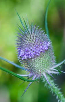 Thistle Royalty Free Stock Photography