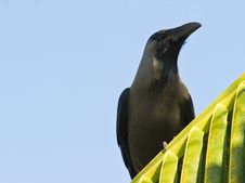Portrait Of The Indian House Crow Stock Photos Portrait Of The Indian House Crow Stock Photos