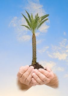 Palm Tree In Hands Stock Photo Palm Tree In Hands Stock Photo
