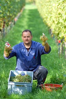 Vintner In The Vineyard Stock Photo Vintner In The Vineyard Stock Photo
