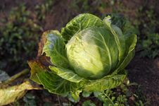 Ripe Cabbage Stock Images