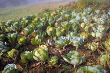 Ripe Cabbage Royalty Free Stock Images Ripe Cabbage Royalty Free Stock Images