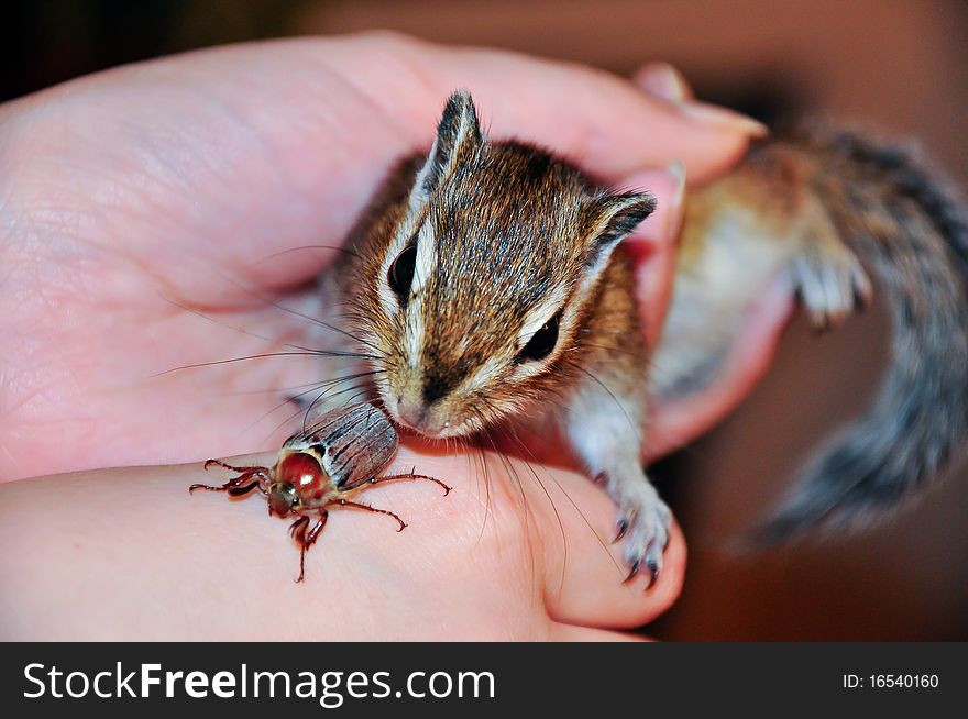 The young chipmunk is interested in a bug on a hand