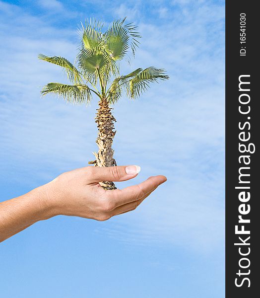 A  Palm In Hand