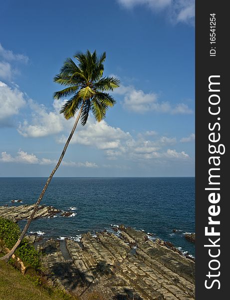 Coconut palm tree on tropical Andaman Islands. Coconut palm tree on tropical Andaman Islands