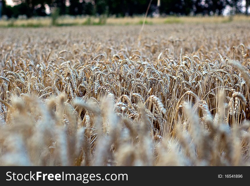 Crop Of Rye