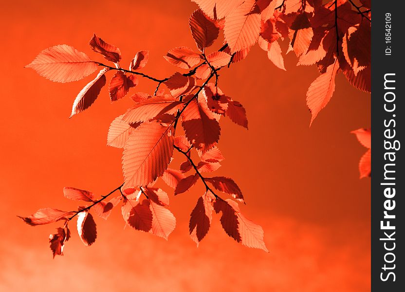 Branch of a tree with red leaves on a red background. Branch of a tree with red leaves on a red background