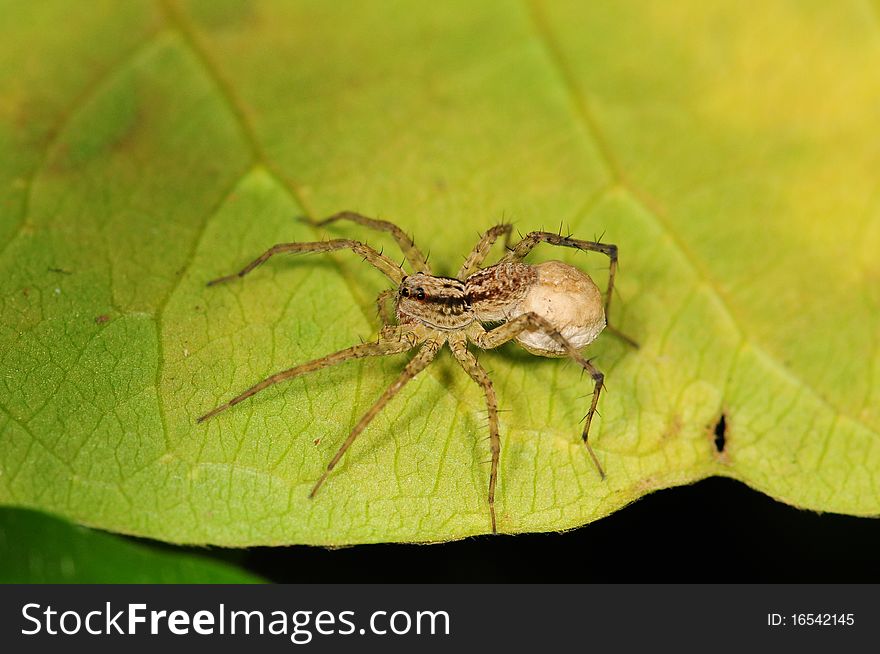 A Fat Spider On A Leaf