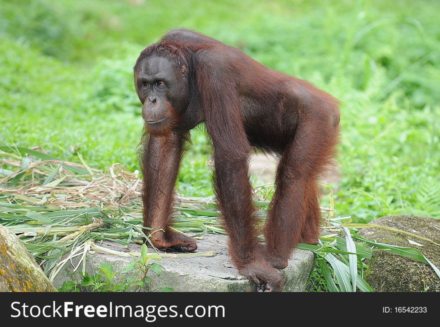 Brown Gorilla In The Zoo