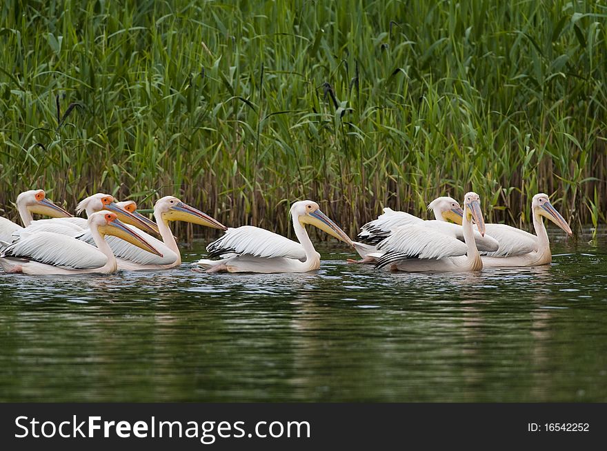 White Pelican Flock on water