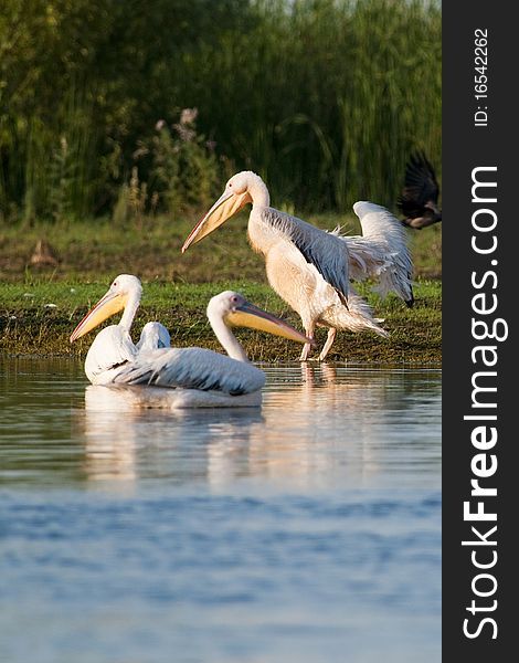 White Pelicans on lake shore