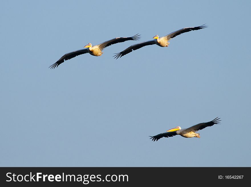 Three White Pelicans in flight