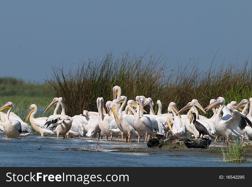 White Pelicans Colony in Danube Delta