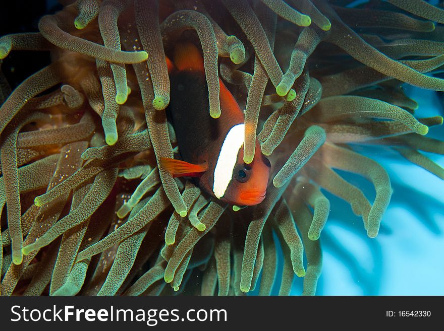 Tomato Clownfish in Anemone site