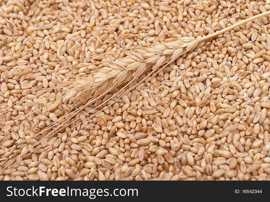 Ear of the wheat on a background of a grain. Ear of the wheat on a background of a grain