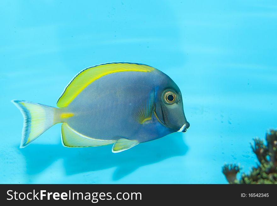 Powder Blue Tang in Aquarium