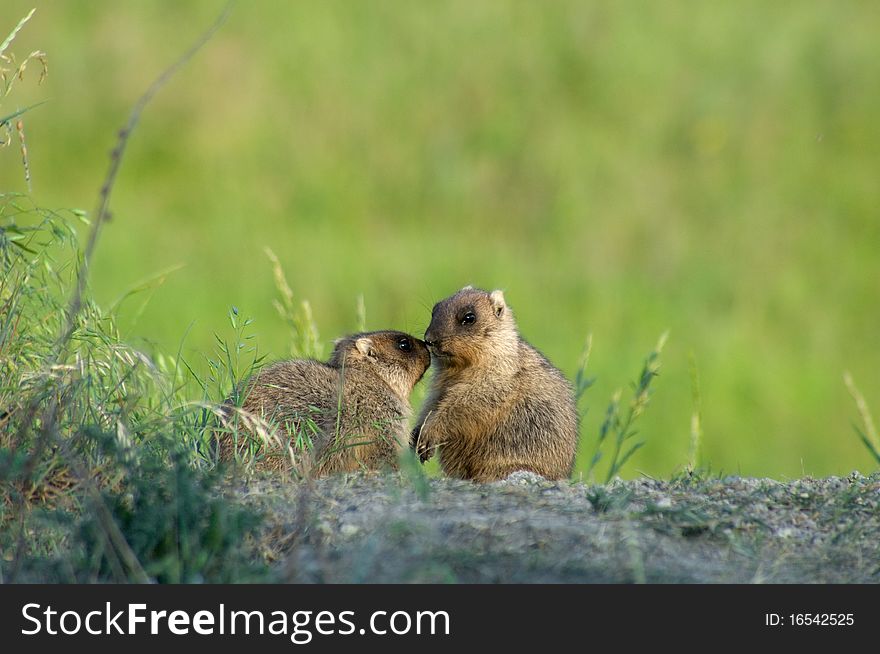 Marmot In Meadow