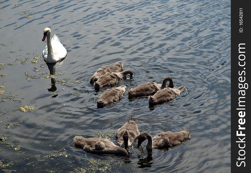 Family of swans on the water