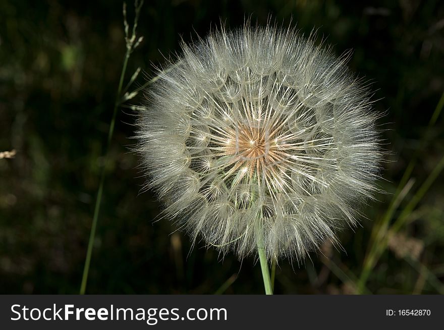 Dandelion On Dark Background