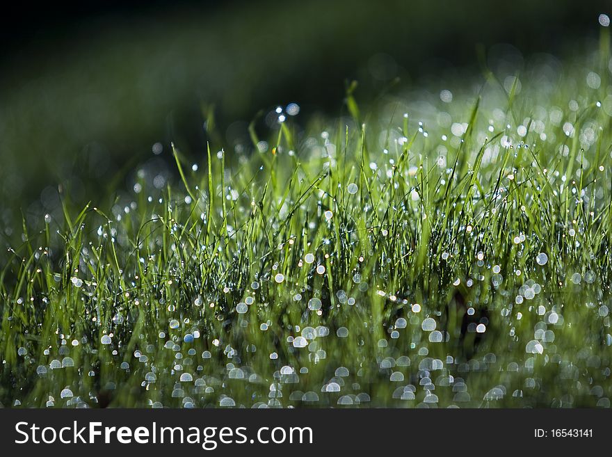 Grass With Dew