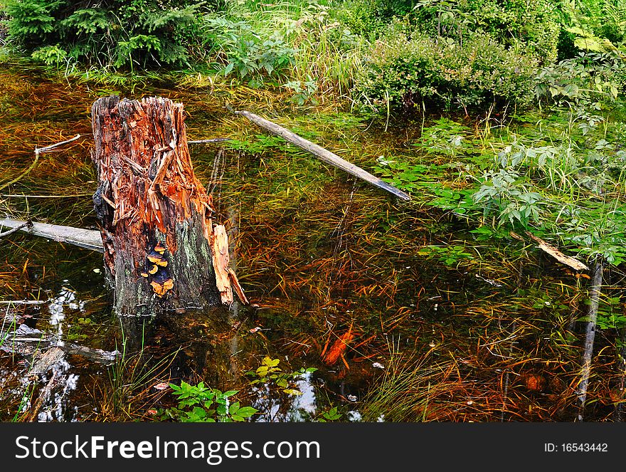 Forest stream in the national park Krkonose in the Czech Republic