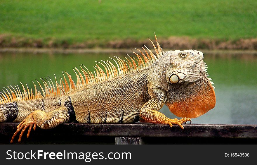 Huge male iguana during mating season, showing off his spines and dewflap. Huge male iguana during mating season, showing off his spines and dewflap.