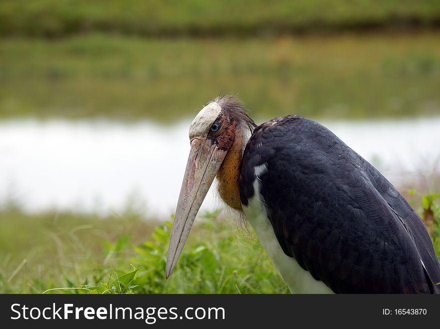 Marabou - the big bird living in natural conditions to Borneo. Marabou - the big bird living in natural conditions to Borneo.