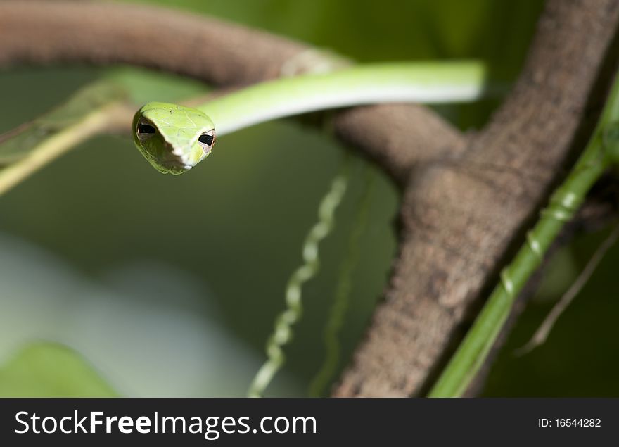 Small Snake in the tree and need to find food. Small Snake in the tree and need to find food