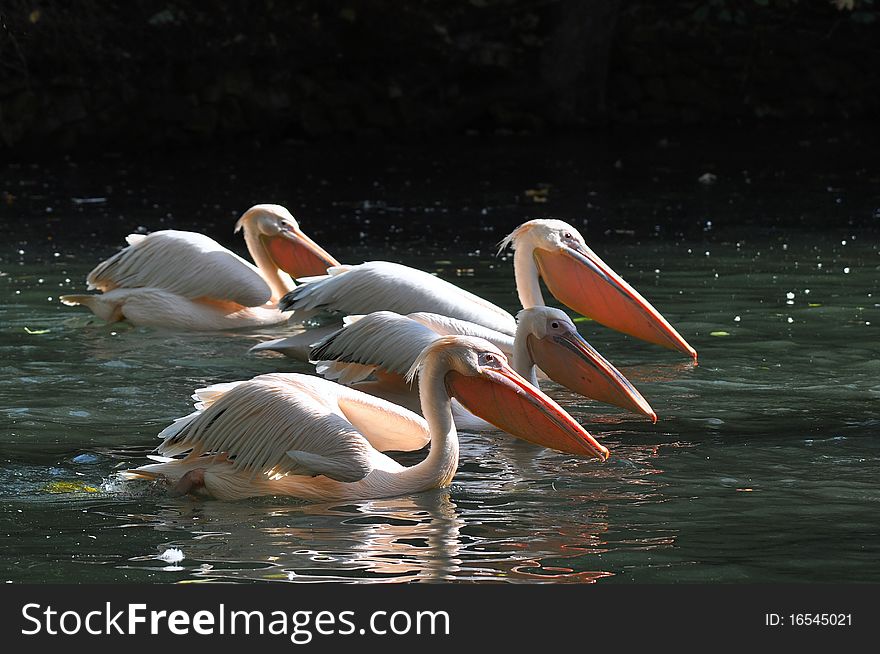 Group of great white pelicans hunting for fishes