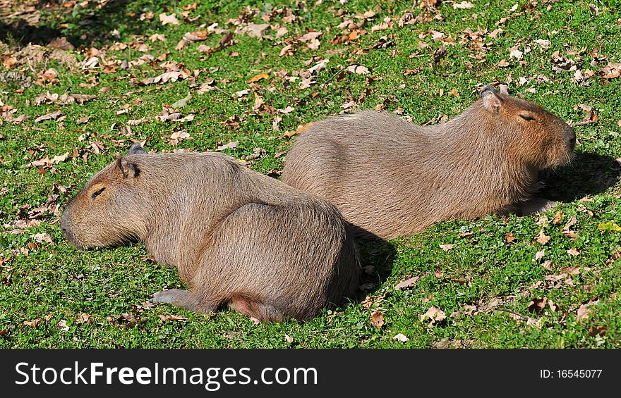 Capybaras have heavy, barrel-shaped bodies and short heads with reddish-brown fur on the upper part of their body that turns yellowish-brown underneath. Adult capybaras may grow to 130 centimetres