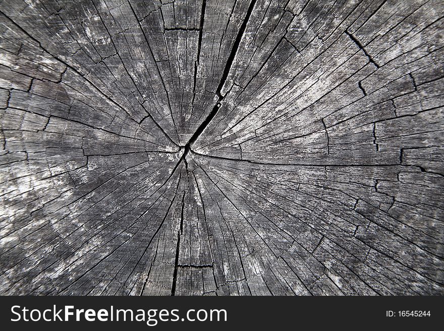 Abstract background from a cut of an old tree. Abstract background from a cut of an old tree