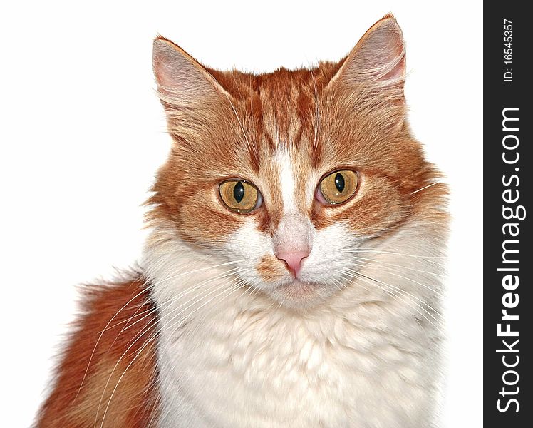 Portrait of a red cat on a white background
