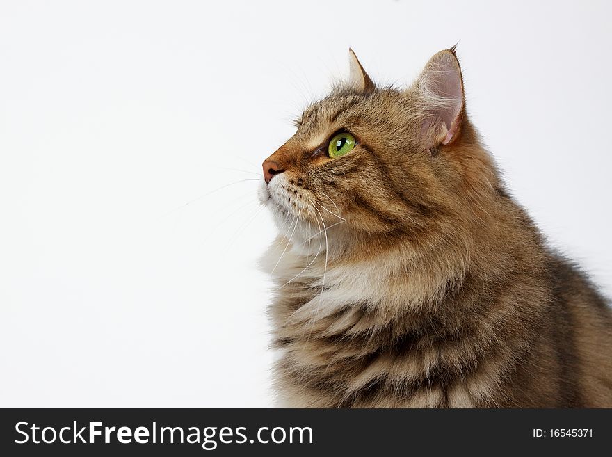Siberian cat looking into distance
