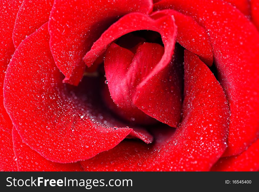 Red rose with dew drops very closeup