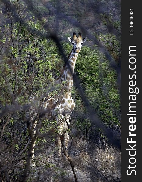 Young Giraffe in the Bush, South Africa