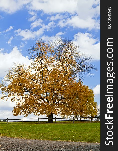 Autumn trees in Catskills Mountains, Upstate New York