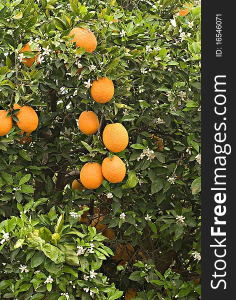 Oranges and flowers on tree