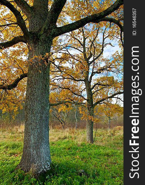 Autumn trees on sky background