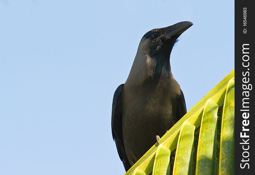 Portrait of the Indian House Crow