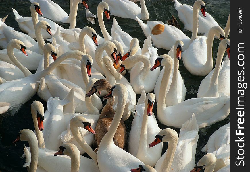 A flock of swans scrambling over food on a river