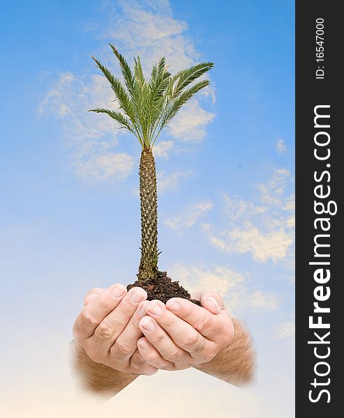 Palm tree in hands as a symbol of nature potection