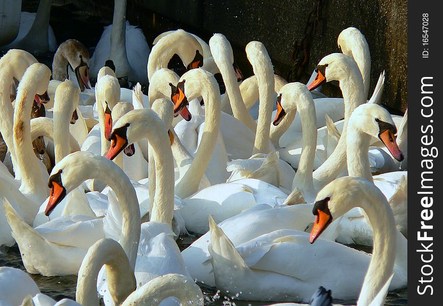 A flock of swans scrambling over food on a river