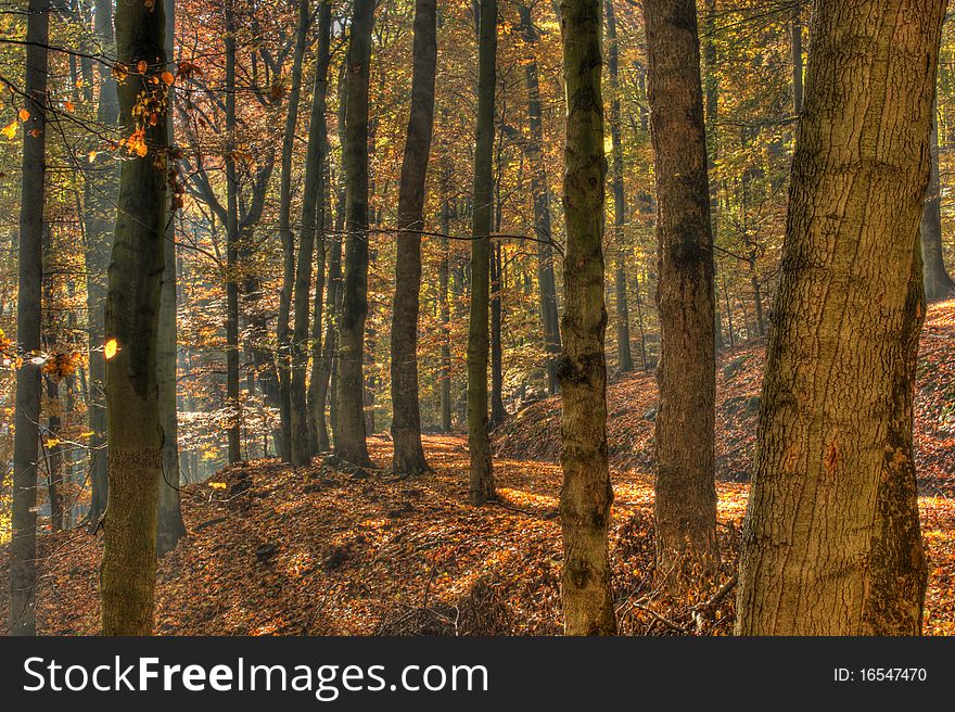 Old way in autumn forest. Old way in autumn forest