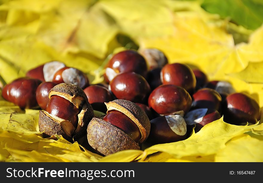 Chestnuts on yellow maple list. Chestnuts on yellow maple list