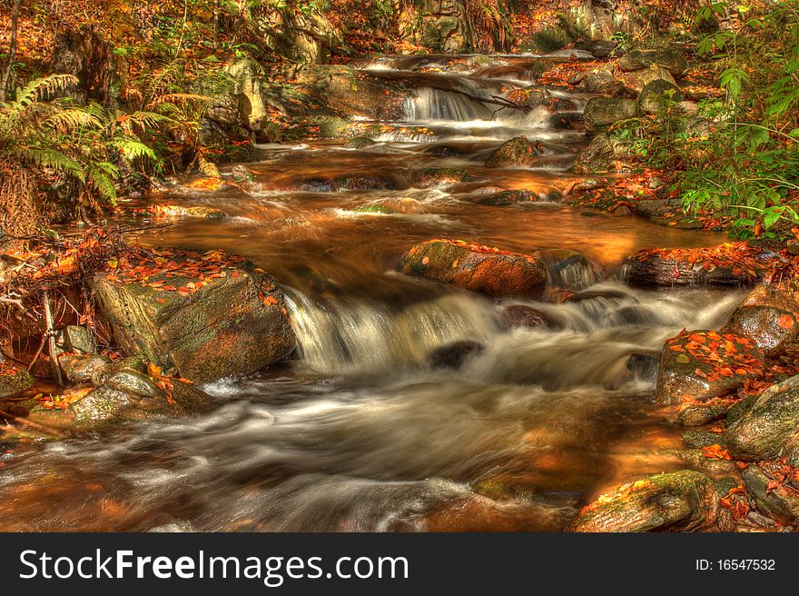 Forest stream in colored autumn