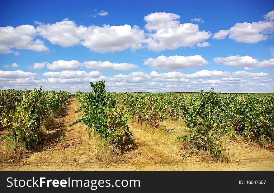 Vineyard at Portugal.