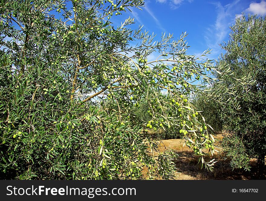 Olives Tree At Portugal.