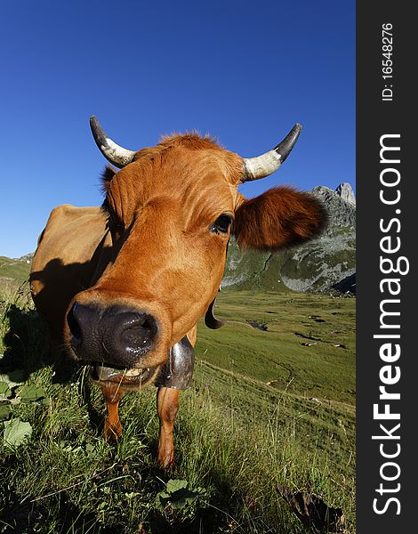 Head of mountain cow in french mountain