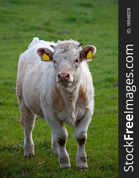 Cow on the field during the daytime.