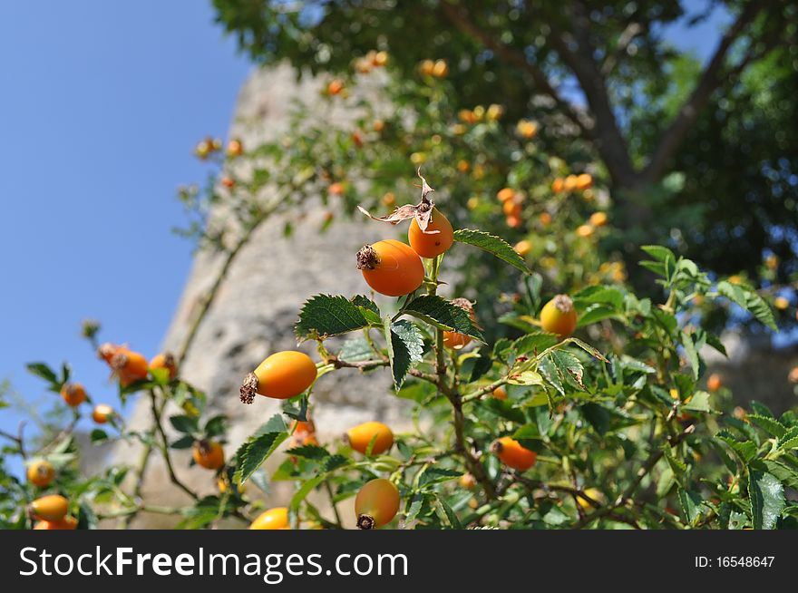 Rosehips displaying their bright orange colour. Rosehips displaying their bright orange colour